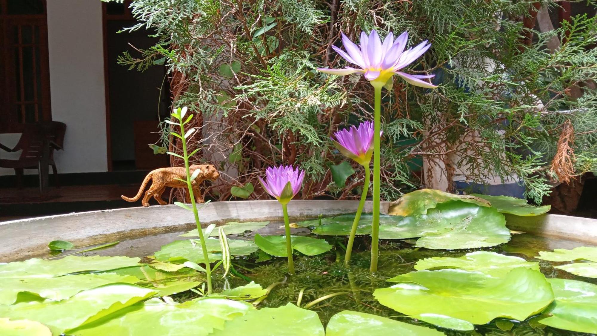 The King'S Garden Resort دامبولا المظهر الخارجي الصورة